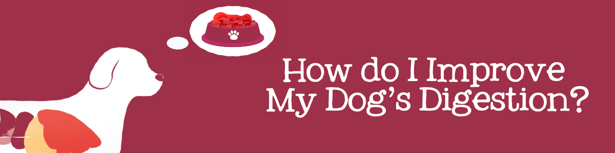 How Do I Improve My Dog’s Digestion? – Benyfit Natural