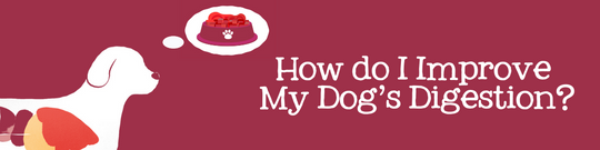How do I Improve My Dog’s Digestion?