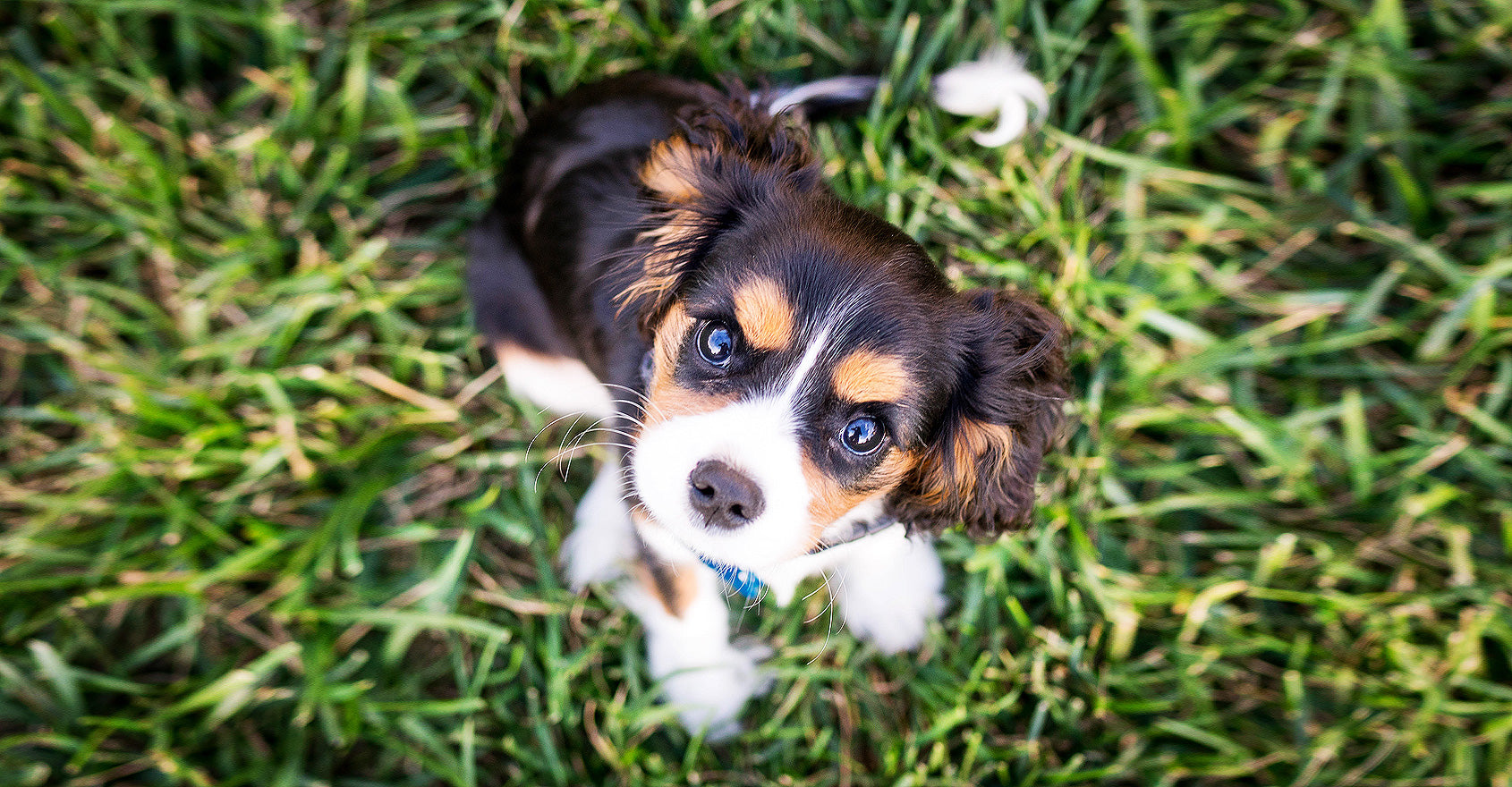 Holistic natural dog store food