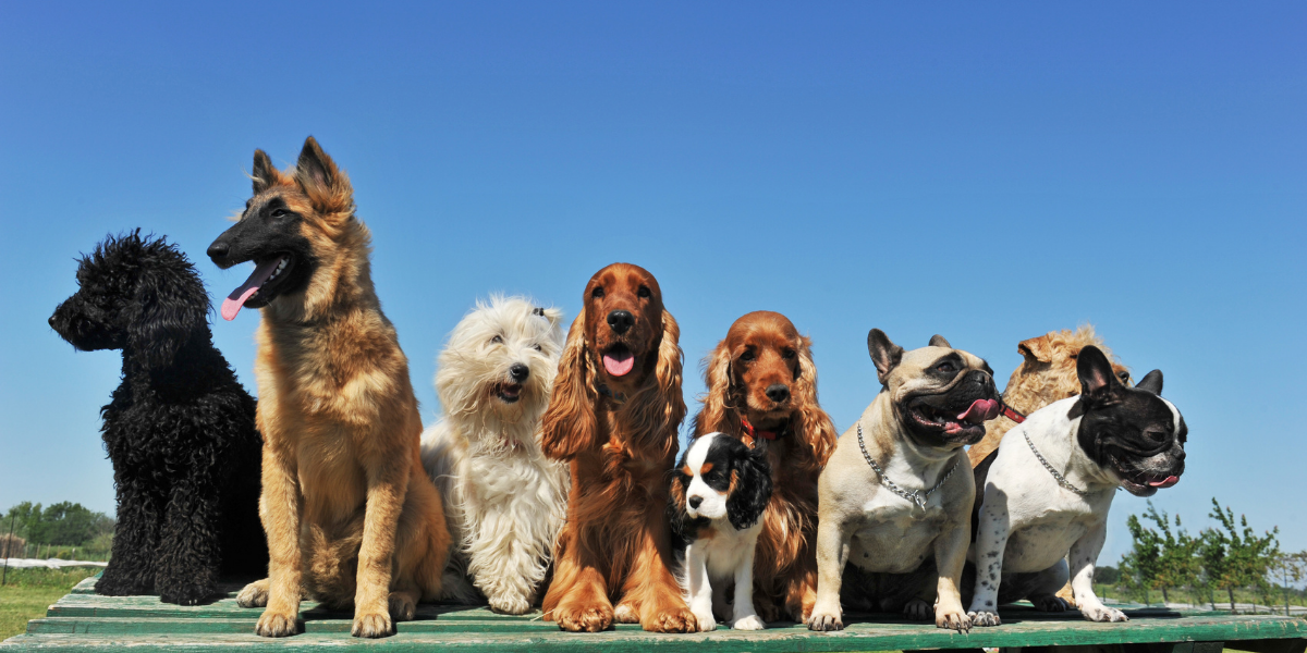 Raw egg 2025 dog shiny coat