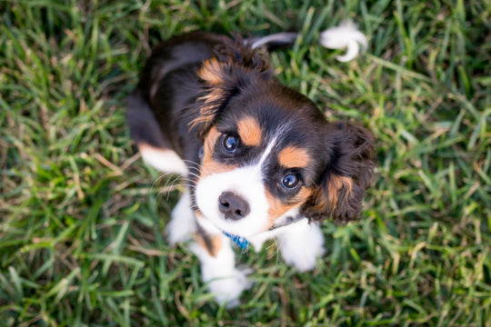Five Tips For New Dog Owners