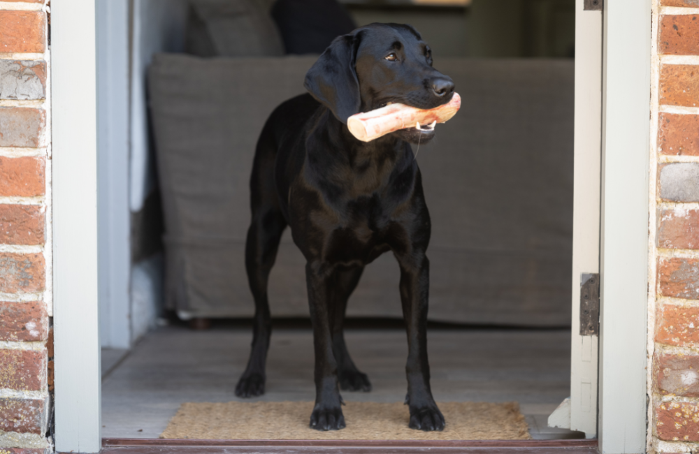 Feeding dog outlet raw bones