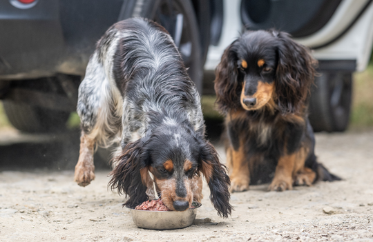 How to Raw Feed Your Dogs on Holiday