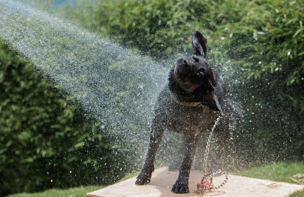 Natural Dog Grooming Tips - Guide to Grooming | Benyfit Natural