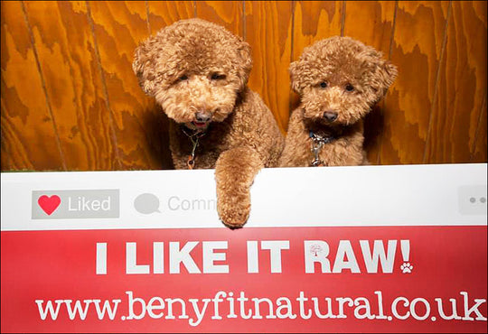 Know The Raw Dog Food Varieties Available When Switching Your Puppy Over