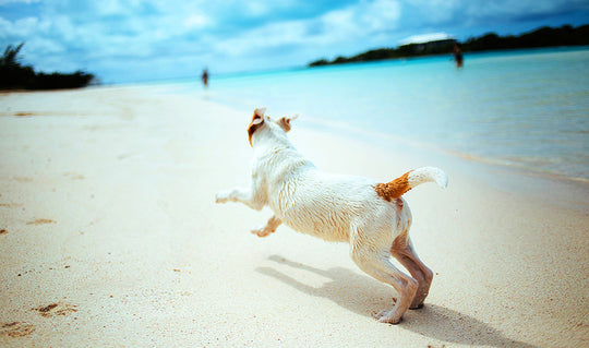 Make The Switch To Raw Feeding With Your Dog On Holiday