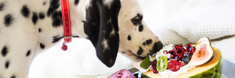 All You Need To Know About Feeding Frozen Raw Dog Food To Your Pup