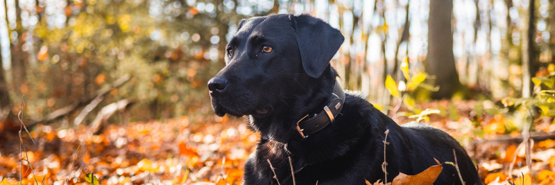 Facts About UK's Top 5 Dog Breeds You May Not Know About – Benyfit Natural