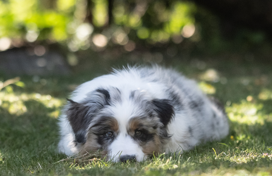 Why do dogs eat grass Holistic Vet Nick Thompson Explains