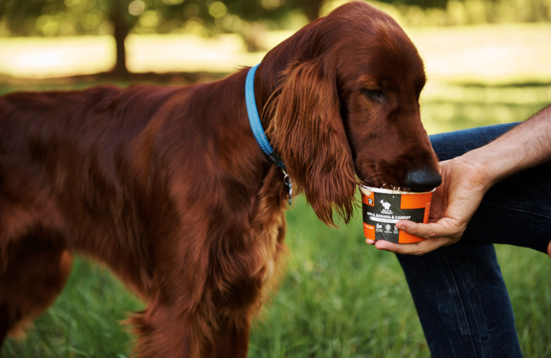 Can Dogs Eat Ice Cream Benyfit Natural
