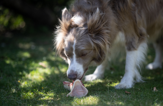 What To Consider When Choosing Senior Dog Food For Your Older Pet