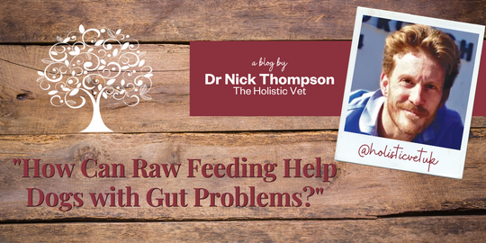 How does raw feeding help gut problems?