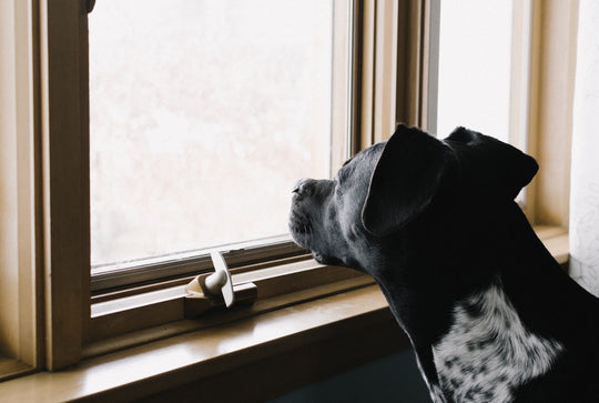 How to prevent separation anxiety in dogs after the Coronavirus lockdown