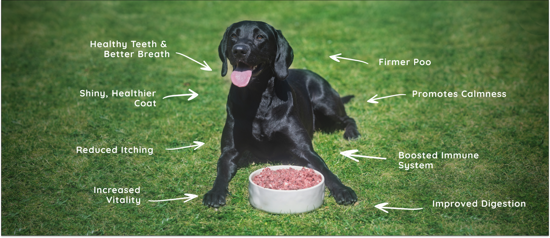 Benefits of raw dog food 