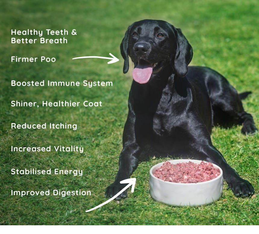 Benefit natural raw dog food best sale